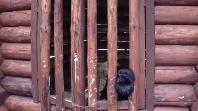 Питомник хищных птиц "Холзан". Соколиная охота, филин, ворон и другие -отличный отдых за городом