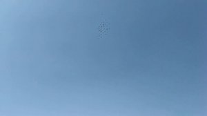 Бакинские голуби многопёрые мрамор! В гостях у друга Павла Аббакумов. Телефон для связи 79614616148