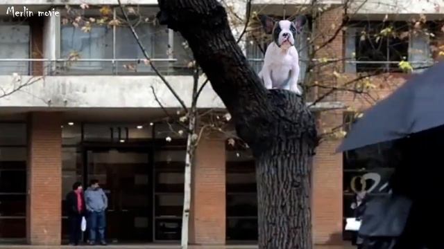 Собака залезла на дерево и просит снять смотреть онлайн