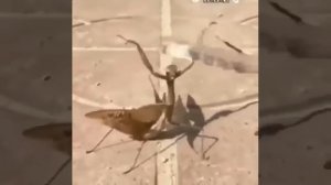 Богомол против скорпиона, кто победит?