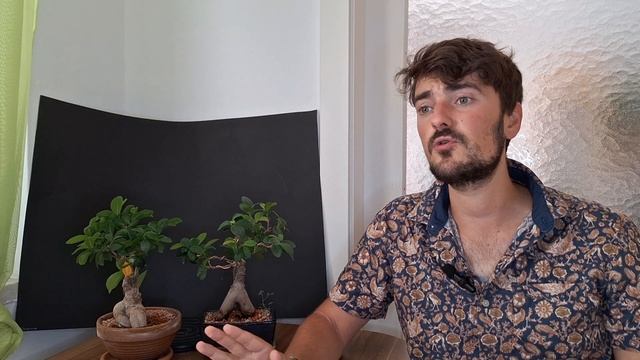 Ficus Microcarpa Bonsai: A Complete Guide for Indoor Cultivation смотреть онлайн