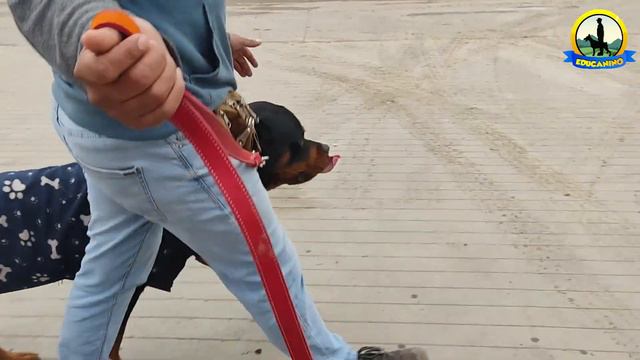 ROTTWEILER Y DOBERMAN ATACADO POR PERROS DE LA CALLE ¿COMO CONTROLAR ESTE CASO? смотреть онлайн