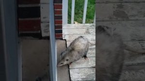 Petunia Possum and a Baby