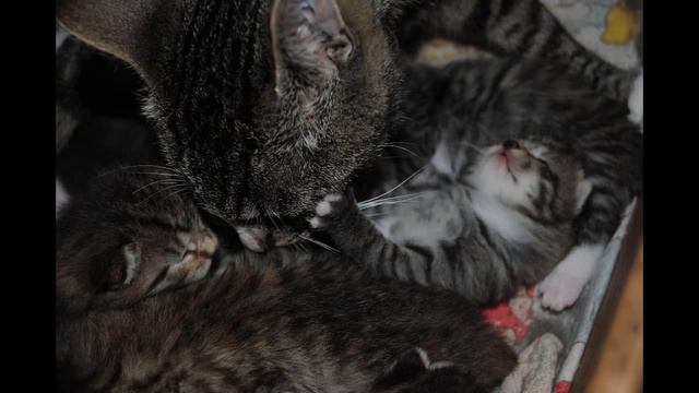 Рождение котят Kitten Birth смотреть онлайн