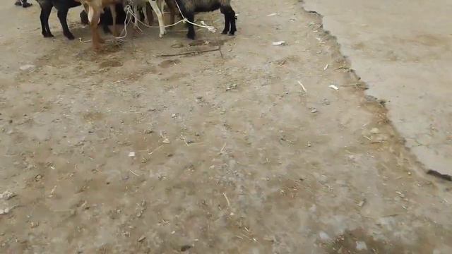 2-ИЮЛЬ ХОЖЕЛИ МАЛ БАЗАР/СКОТНЫЙ РЫНОК/АНГУС/БУКА/SIYIRLAR/BIGGEST BULLS_IN_THE_WORLD/Semental/ПАРОД