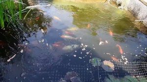 Кормление кои..mp4