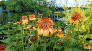 Echinacea Supreme Cantalope (Coneflower)