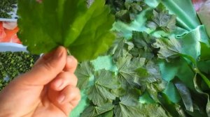 Заготовка чая для зимы из листьев малины, смородины, мелисы, вишни.