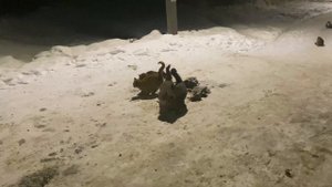 День поимки 23.02.2023 г.