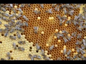 Как получить правильных пчел. Пчеловод Цветков А.А.