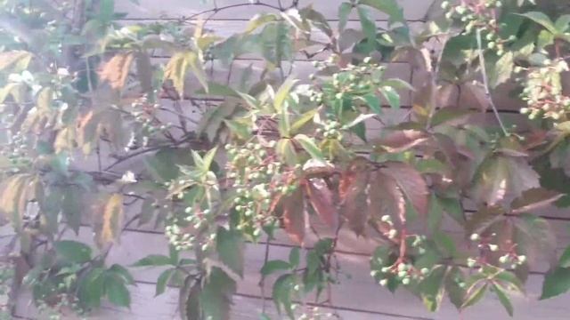 29-30.07.21Дача,отпуск ч.4  Гортензии,подстригла кипарисовик горохоплодный,быстро солим огурцы смотреть онлайн