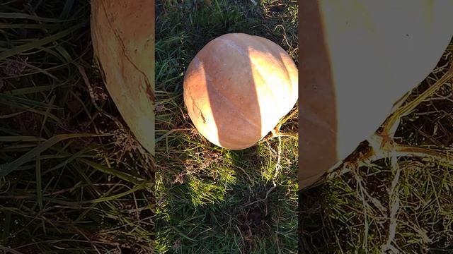 Кормовая тыква. Кратко о тыкве. Итоги. смотреть онлайн