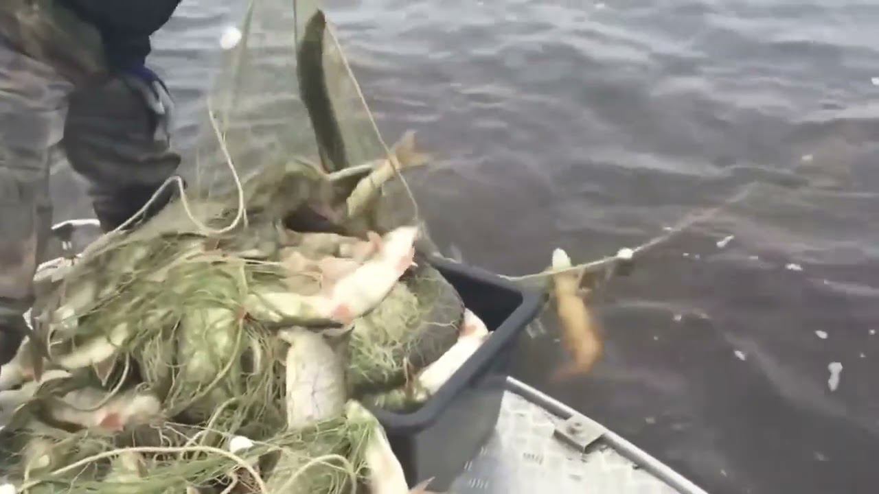 Промысловики плывут с верховой сетью плавом по ИРТЫШУ.Рыбалка на Иртыше 2023.ХМАО смотреть онлайн