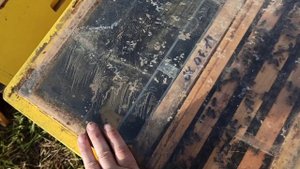 Отводок на одну рамку расплода (07.05.21)