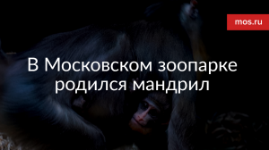 В Московском зоопарке родился мандрил