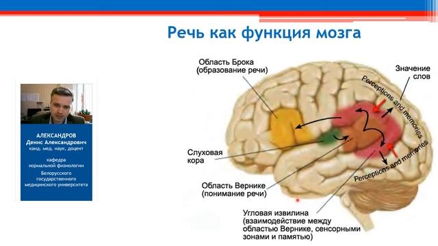 Мышление и речь. Парность и функциональная асимметрия полушарий