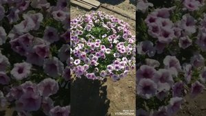 Петуния Шок Вейв в цвете Пинк Вайн. Восточный Крым. Сезон 2022г.