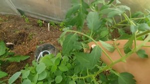 Раз ,два, три , как заставить помидоры  цвести