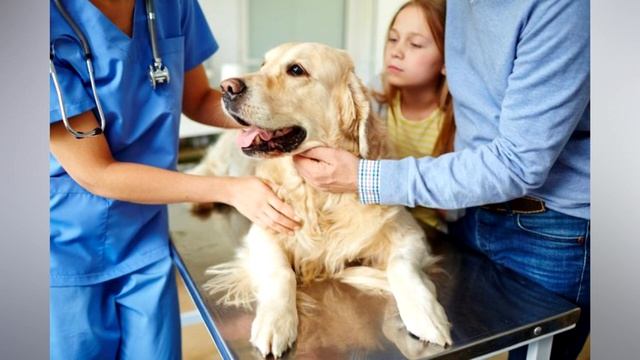 Как правильно вытащить клеща у собаки! смотреть онлайн