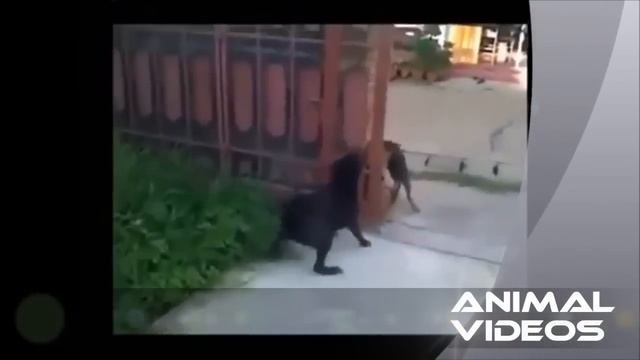 Собаки лают через открытый забор смотреть онлайн