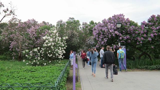 Сиреневый Сад Москва Цветёт, Толпы народа! А мы гуляем с йорком смотреть онлайн