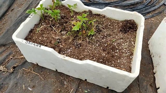 Продолжаем выращивать саженцы малины 2 смотреть онлайн