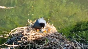 Coots feeding adorable cootlings beak to beak @ chiswick park.