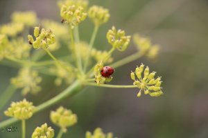 Желтые цветы морковника и божья коровка