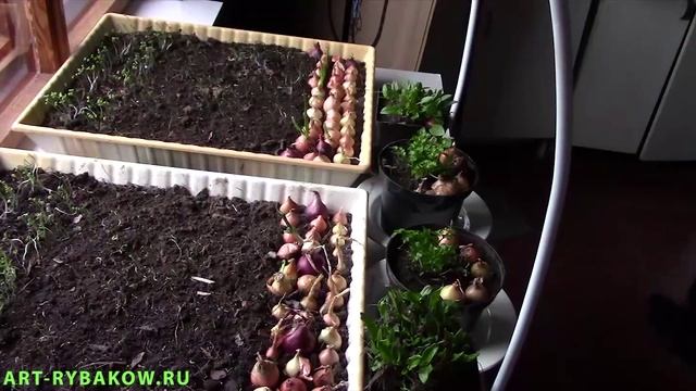ОГОРОД НА ПОДОКОННИКЕ. Как сделать огород на подоконнике!