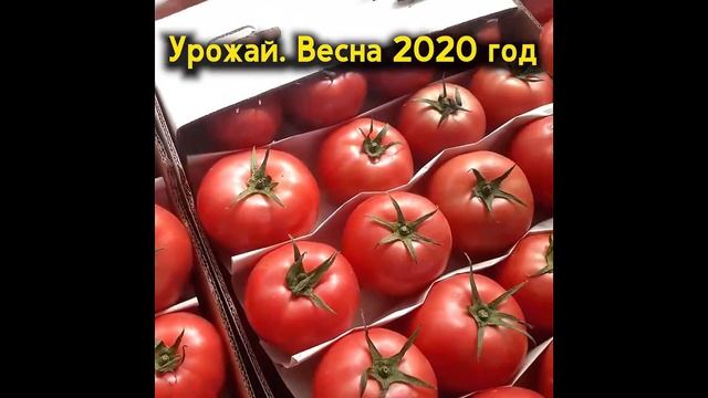 Розовый Томат Пинк Агат. Отличный товарный вид и вкусовые качества. смотреть онлайн