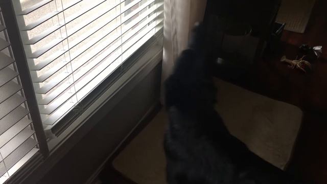 German Shepherd Barking смотреть онлайн