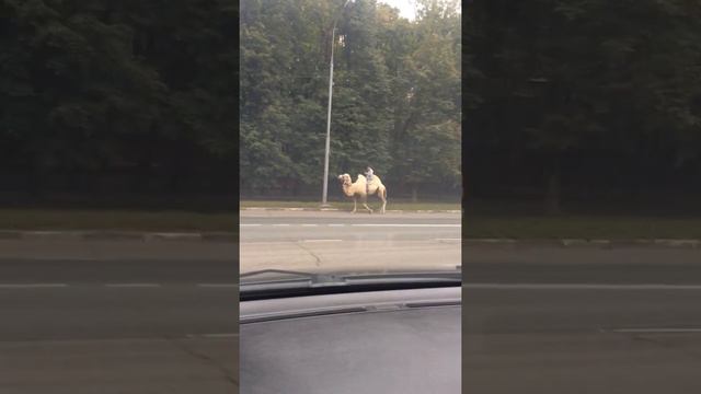 Необычные встречи. Москва (верблюд гуляет по дорогам). смотреть онлайн