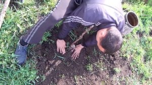 Как посадить хурму которая выдерживает до -30 /Хурма сорт "Мидер"