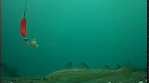 Подводная съёмка наваги. Рыбалка на реке Найба. Остров Сахалин.