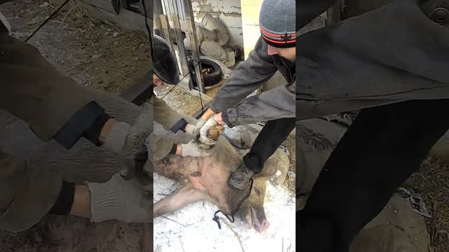 Забой свиньи швайкой в сердце.