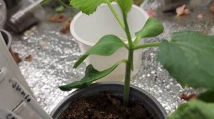 Обзор прививок арбузов и дынь на подвои