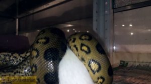 Кормление анаконды