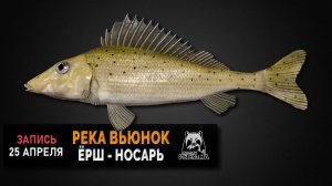 Русская Рыбалка 4 — Ёрш-носарь на реке Вьюнок