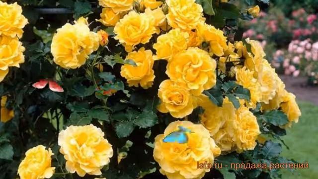 Роза плетистая Голден Шауерс ? обзор: как сажать, саженцы розы Голден Шауерс смотреть онлайн