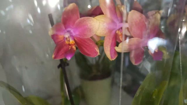 Сочи засыпало свежими орхидеями. Бабочки, мутанты, редкие. Оптовая база, пер. Промышленный 4. смотреть онлайн