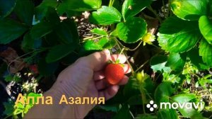 Клубника ремонтантная « Мурано» . Плодоносит весь сезон #клубника #мурано