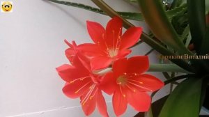 Цветение Валлоты, две цветоножки. Cyrtanthus. Blooming of Vallota 2.