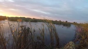 ОХОТА НА УТОК С МАНКОМ.ОСЕНЬ 2018. УТРЯНКА. МР-155