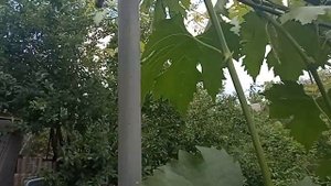 Использование фунгицида Танос на винограднике: нюансы