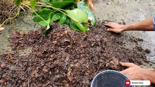 Anthurium-एक पौधा लगाया था आज लाखो बना लिया How to grow and care Anthurium plants at home смотреть онлайн