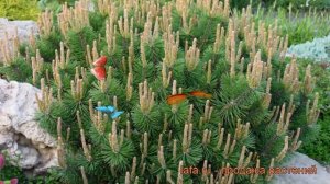 Сосна горная Хампи (pinus mugo humpy) ? горная сосна Хампи обзор: как сажать, саженцы сосны Хампи
