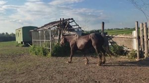 Выпустили жеребца для Ляльки второй день