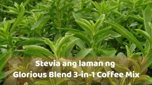 Best Stevia Coffee Philippines | Glorious Blend 3 in 1 Coffee Mix - Sugar Free Coffee with Stevia