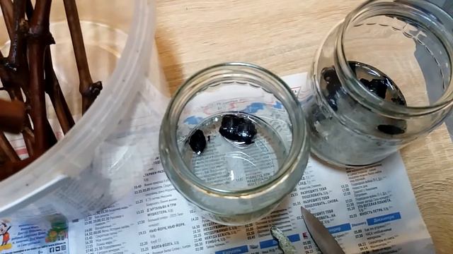 Калининградский виноград. Укоренение черенков смотреть онлайн