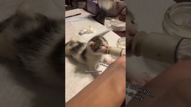 Bottlefeeding Kittens: 5 Examples of Good Latches